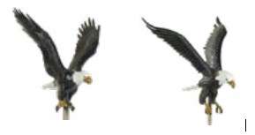 Two eagles with outstretched wings flying.